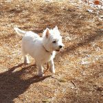 Dog playgroups