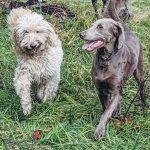 Friends - Ruffles & Chopin in a Newton park