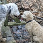 Friends - Lucy & Benny in Brookline