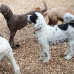 Dog care at its happiest
