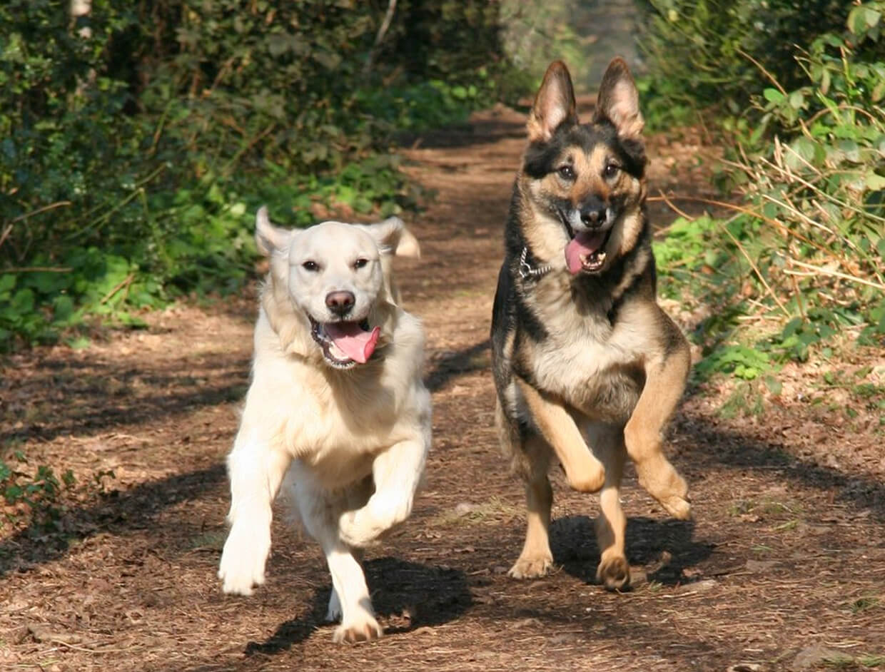 Go Woof Woof - Happy Dog Care