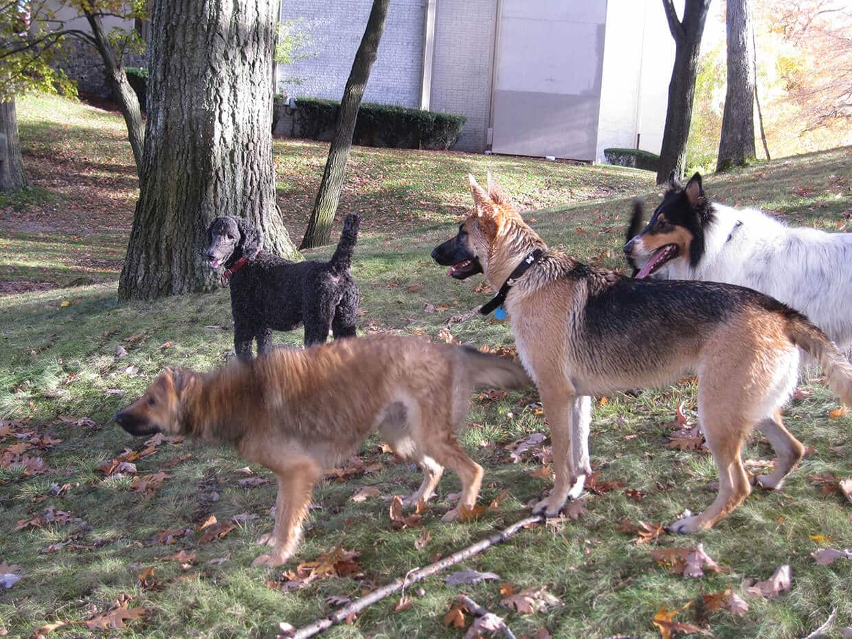 Dog care nearby
