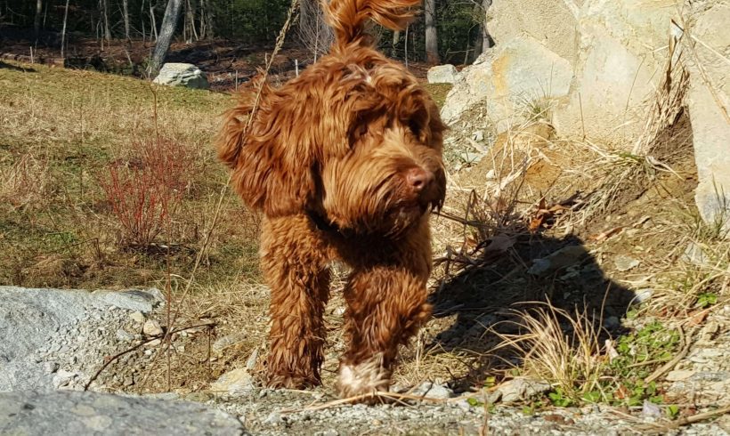 Dog care services for energetic dogs