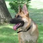 Zoe - Brookline dog