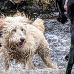 Kellan - a wet & happy dog