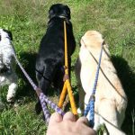 Group Dog Walking